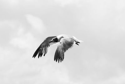 Low angle view of eagle flying in sky