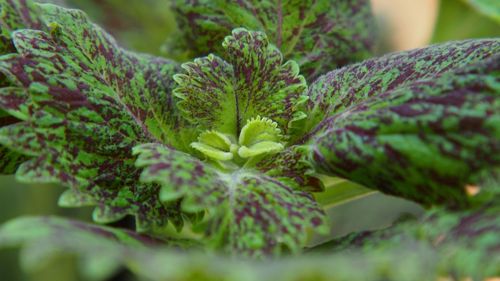 Close-up of fresh green plant