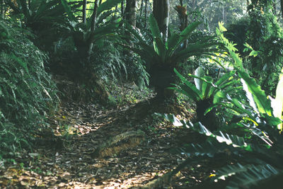 Low angle view of trees in forest