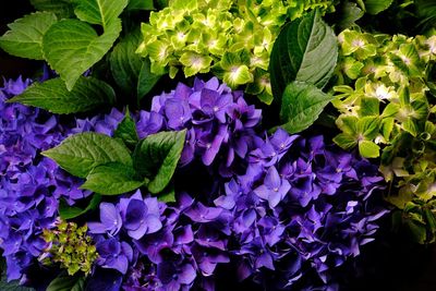 Close-up of purple flowers on leaves