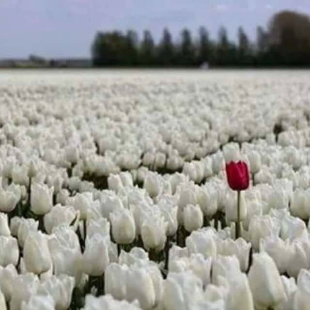 flower, focus on foreground, fragility, beauty in nature, selective focus, nature, close-up, beach, petal, freshness, white color, surface level, pebble, flower head, day, outdoors, tranquility, no people, abundance, sea