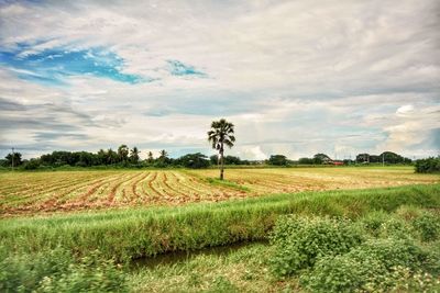 Scenic view of agricultural field against sky