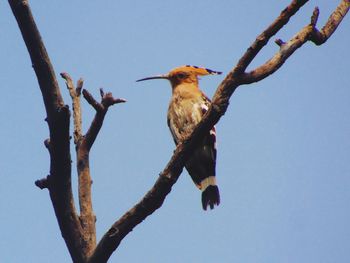 Low angle view of bird perching on tree against sky