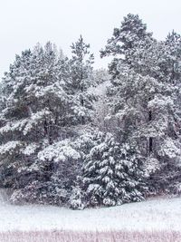 Close-up of snow covered tree against clear sky