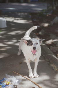 Portrait of dog standing on street in city