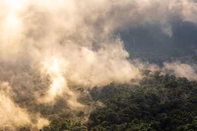 Scenic view of forest against sky
