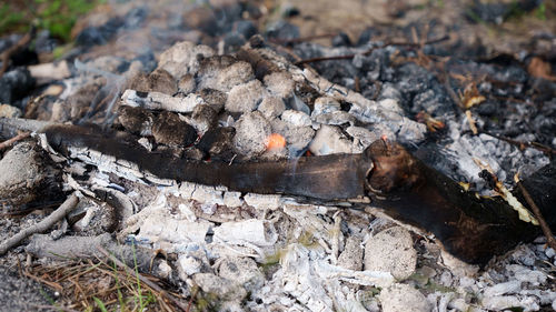 Close-up of lizard on rock