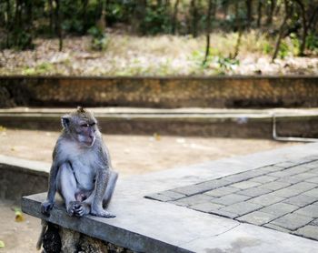 Monkey sitting on bench