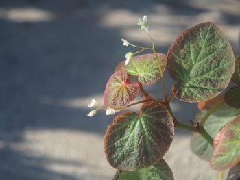 Close-up of berries on leaves