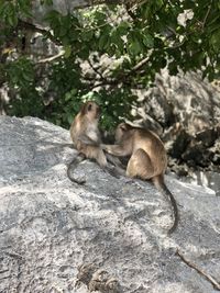 Squirrel sitting on rock