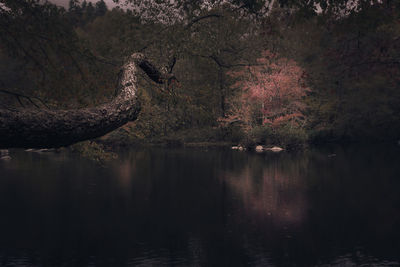 Scenic view of lake in forest