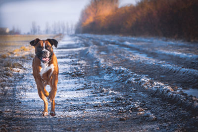 Dog running on dirt road