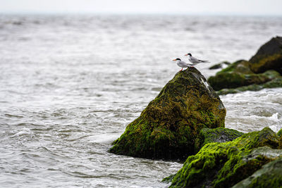 Bird perching on rock by sea