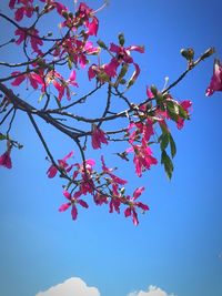 Low angle view of cherry blossom tree