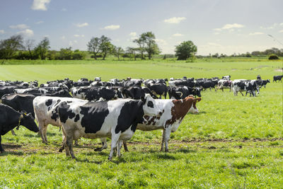 Cows grazing in field