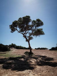 Tree on field against clear sky