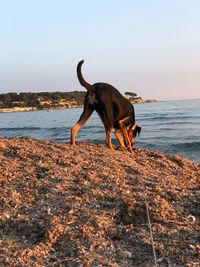 Dog standing on beach against sky