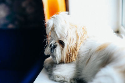 pet