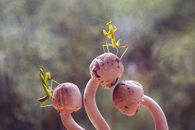 Close up story of praying mantis