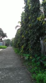 Footpath amidst trees