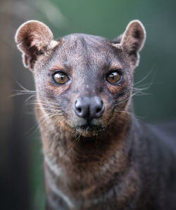 Close-up of a cat
