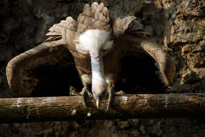 Sheep on wood