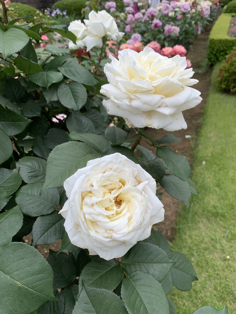 flower, flowering plant, plant, beauty in nature, freshness, leaf, plant part, nature, petal, rose, flower head, inflorescence, garden roses, growth, fragility, white, close-up, high angle view, no people, green, springtime, outdoors, day, blossom, botany, garden, pink