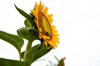 Close-up of bee on yellow flower against clear sky