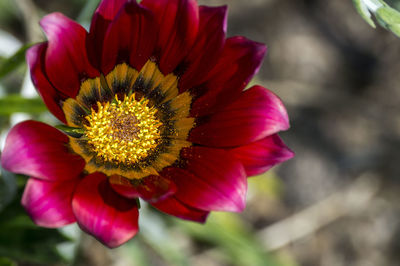 Close-up of daisy flowers