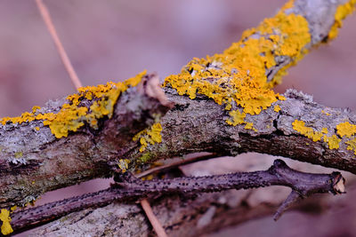 Close-up of lichen on tree trunk