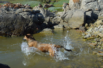 Rocks in water