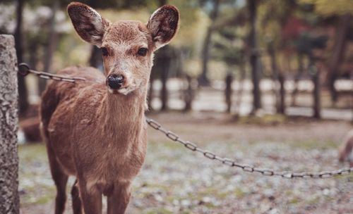 Portrait of deer on field
