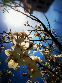 Low angle view of cherry blossom tree