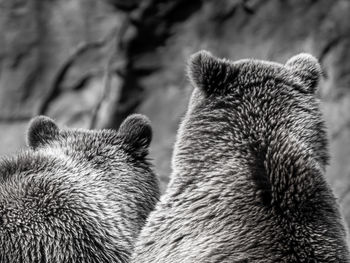 Close-up of a bear