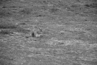 View of cat on field