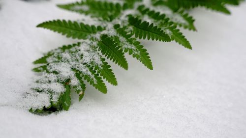 Close-up of green fern during winter