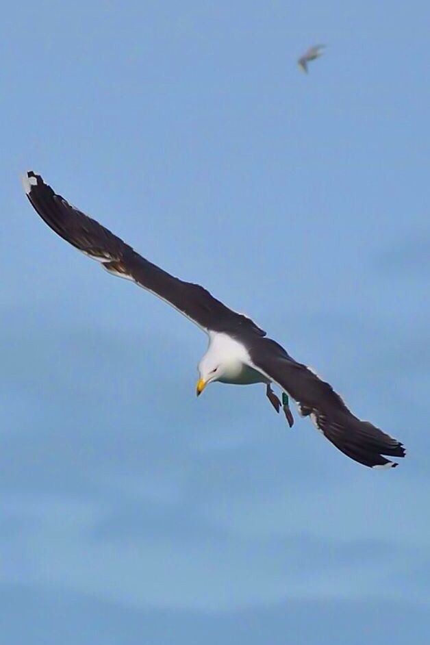 bird, flying, animal themes, animals in the wild, spread wings, wildlife, seagull, one animal, low angle view, mid-air, sky, nature, clear sky, blue, animal wing, zoology, motion, day, flight, outdoors