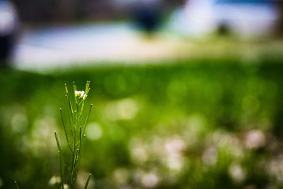 Close-up of dew drops on plant at field