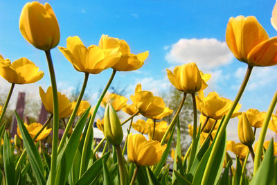 Close-up of yellow tulips on field against sky