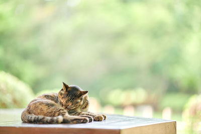 Cat cleaning itself on wooden bench