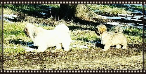 Dog standing on grassy field