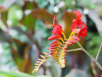 Close-up of red flowering plant