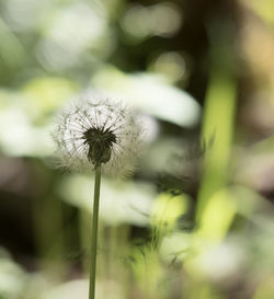 Close-up of dandelion