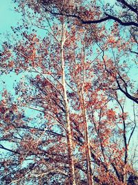 Low angle view of bare tree against sky