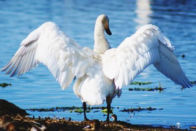 Close-up of birds in lake