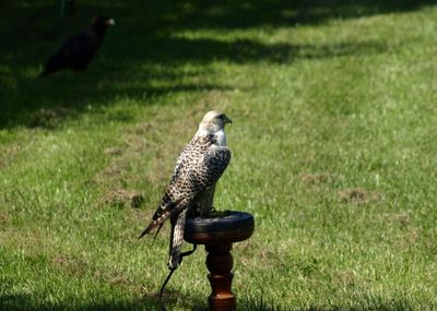 Bird perching on a field