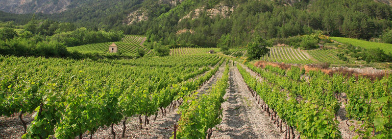 Panoramic view of vineyard