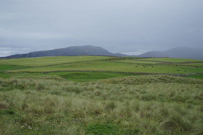 Scenic view of field against sky