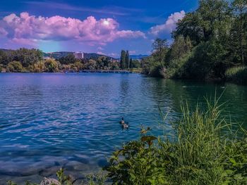 Ducks swimming in lake against sky