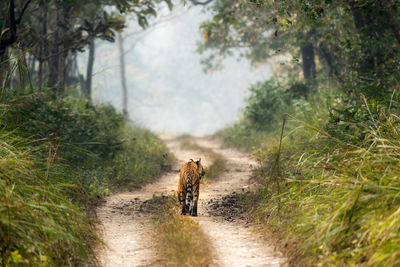 Portrait of a tiger